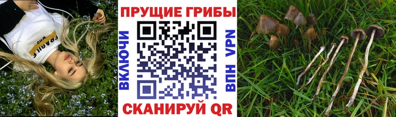 Галлюциногенные грибы мицелий  что такое   Жуковский 